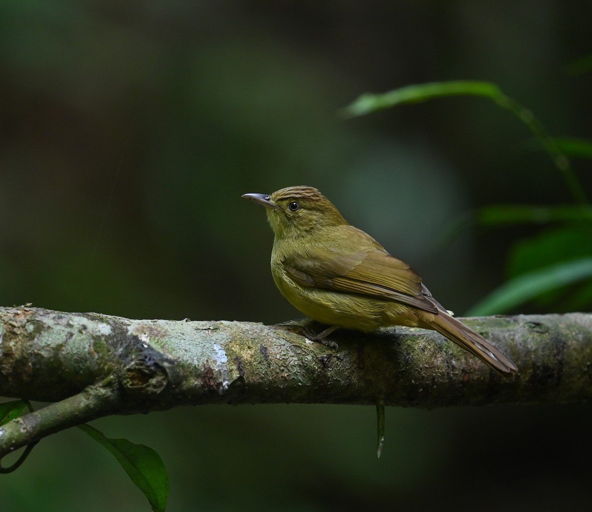 Cachar Bulbul - ML641644799