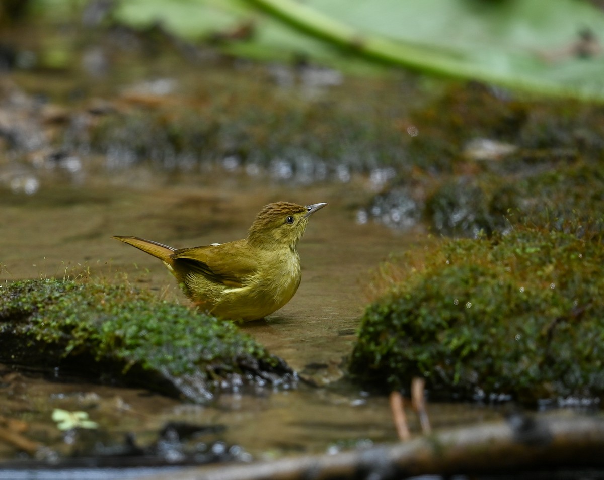 Cachar Bulbul - ML641644800