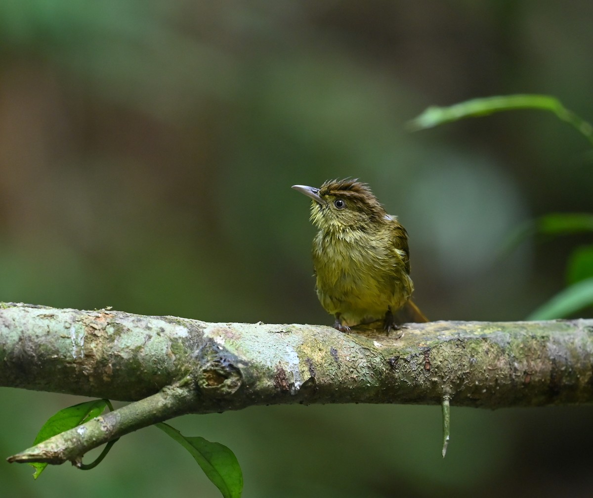 Cachar Bulbul - ML641644802