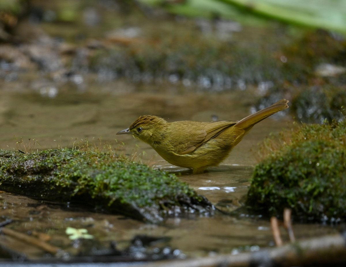Cachar Bulbul - ML641644803