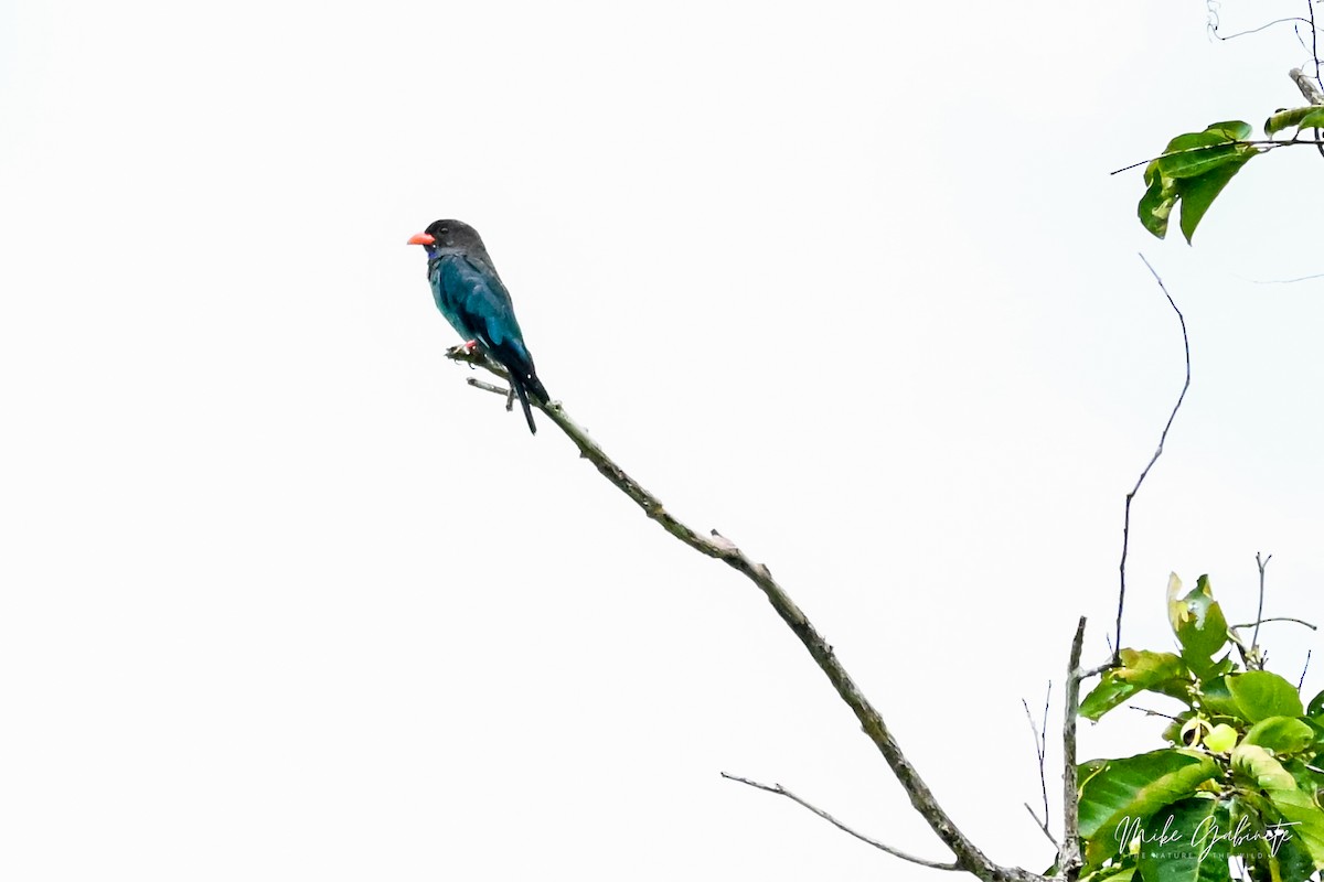Dollarbird - ML641644833
