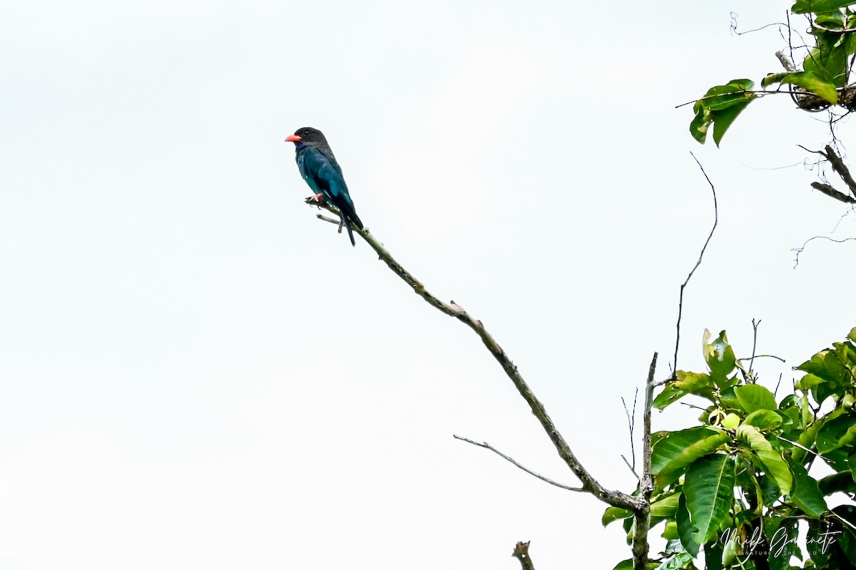 Dollarbird - ML641644834