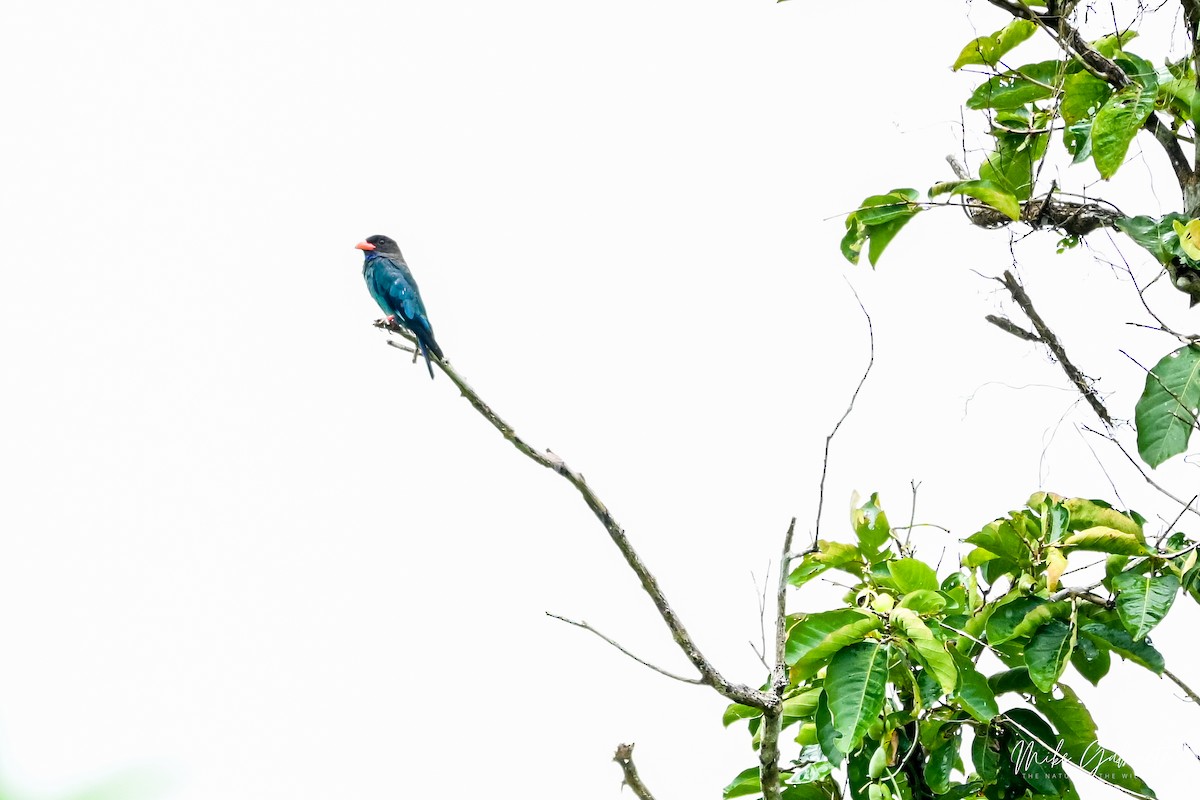 Dollarbird - ML641644835