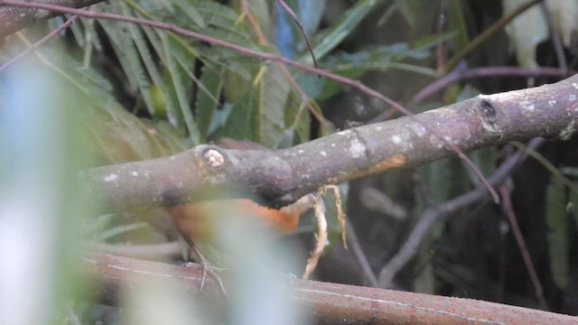 Javan Black-capped Babbler - ML641644863