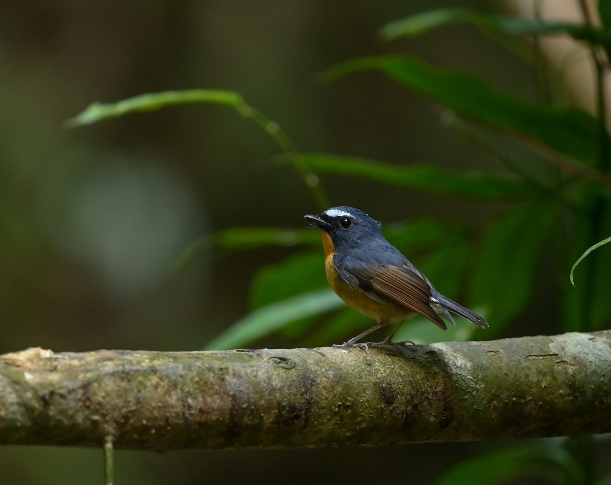 Snowy-browed Flycatcher - ML641644867