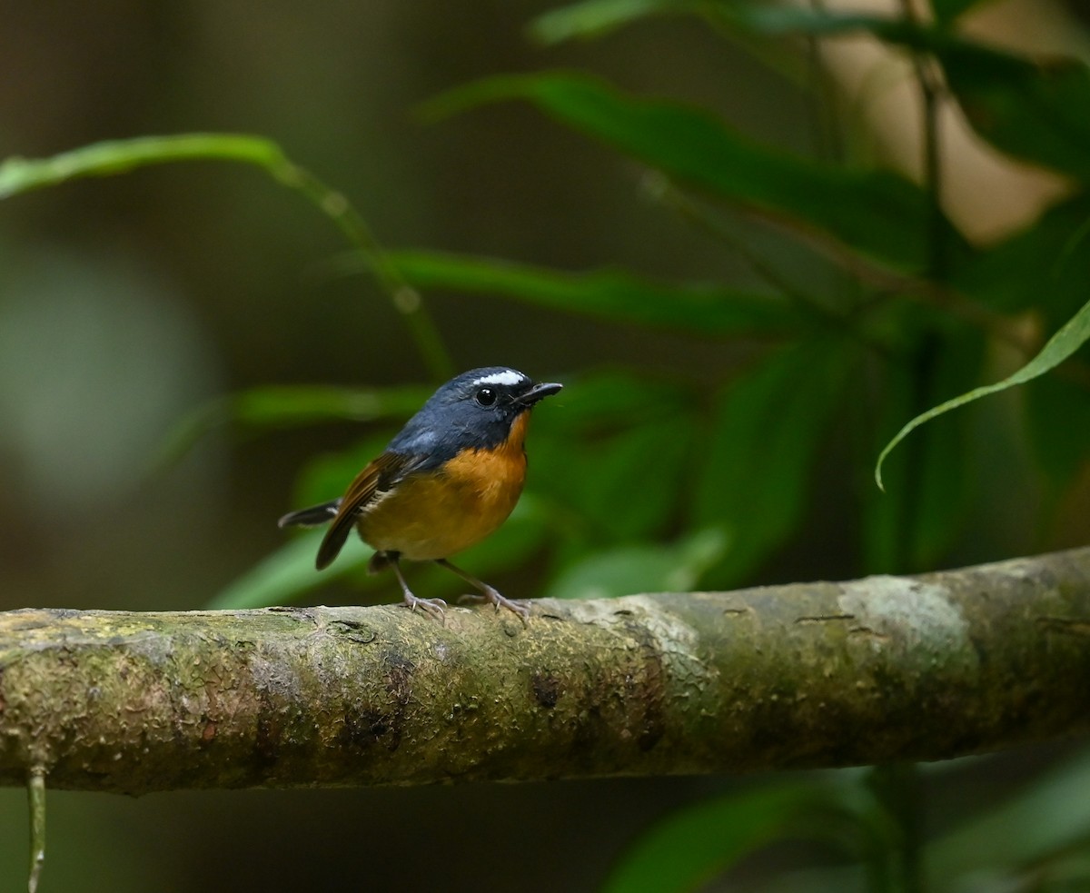 Snowy-browed Flycatcher - ML641644868