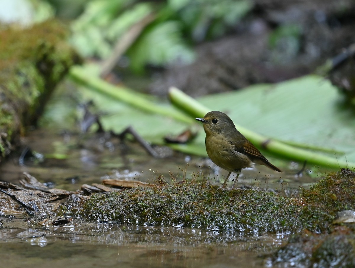 Snowy-browed Flycatcher - ML641644869