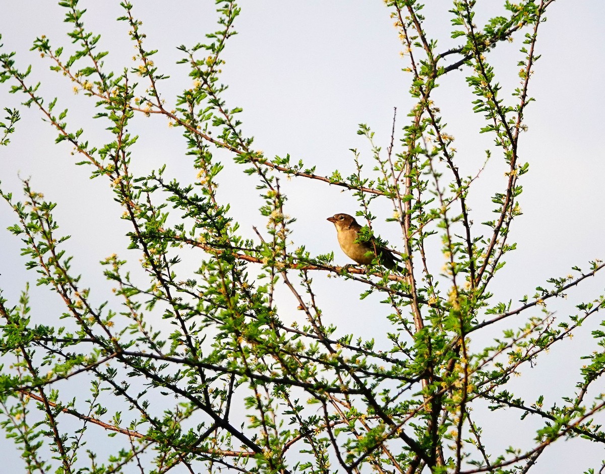Yellow-spotted Bush Sparrow - ML641644870