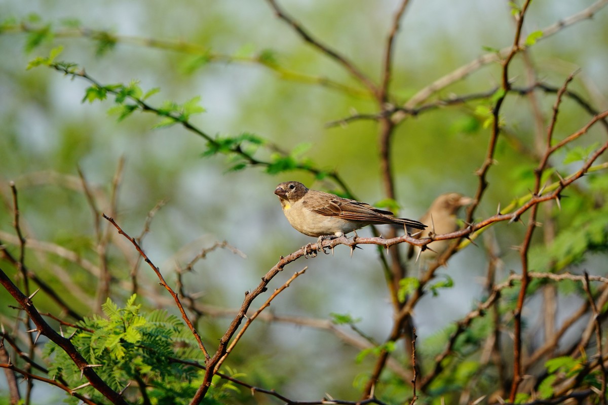 Yellow-spotted Bush Sparrow - ML641644871