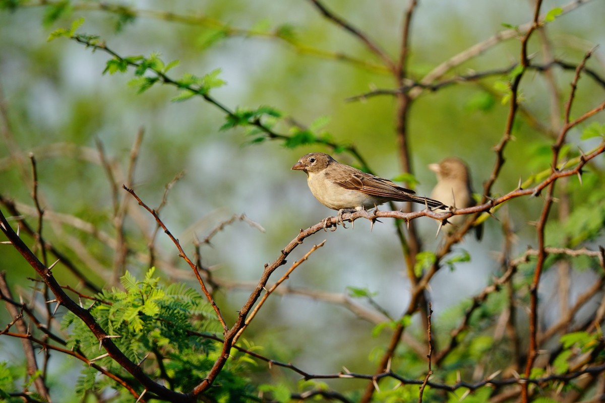 Yellow-spotted Bush Sparrow - ML641644872