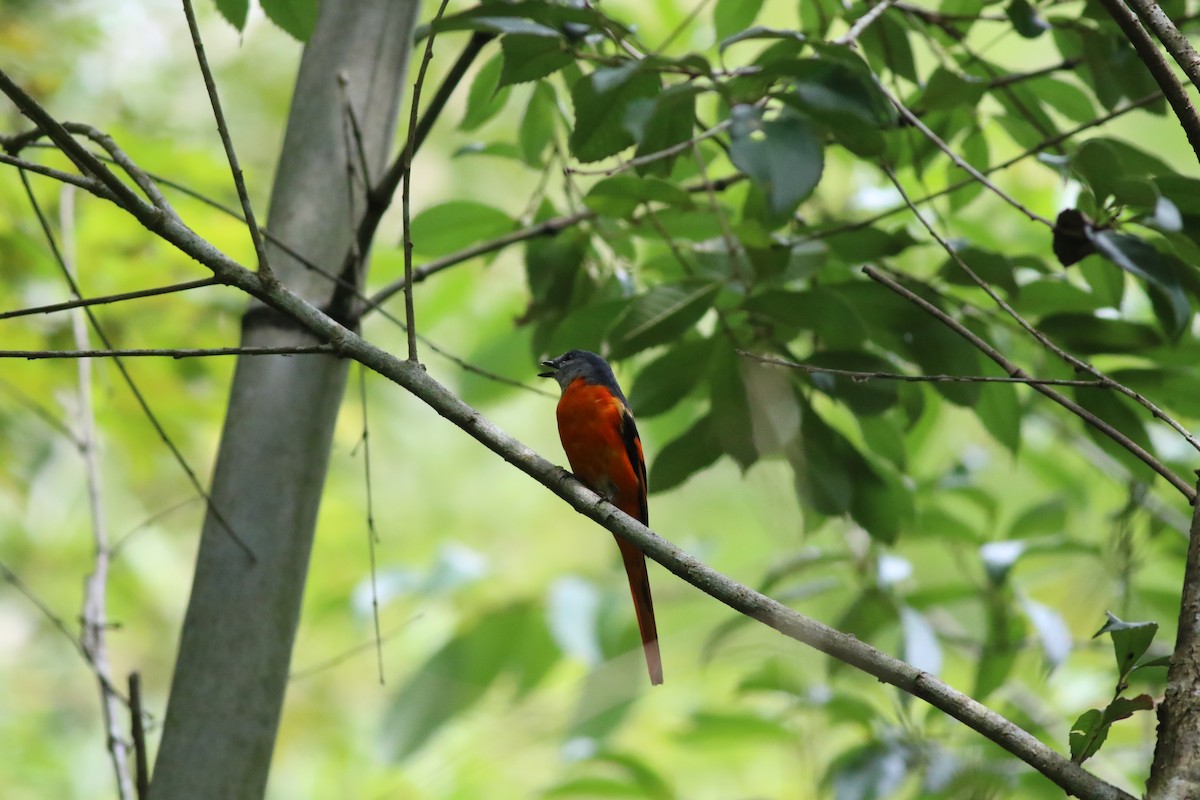 Graukehl-Mennigvogel - ML641644884