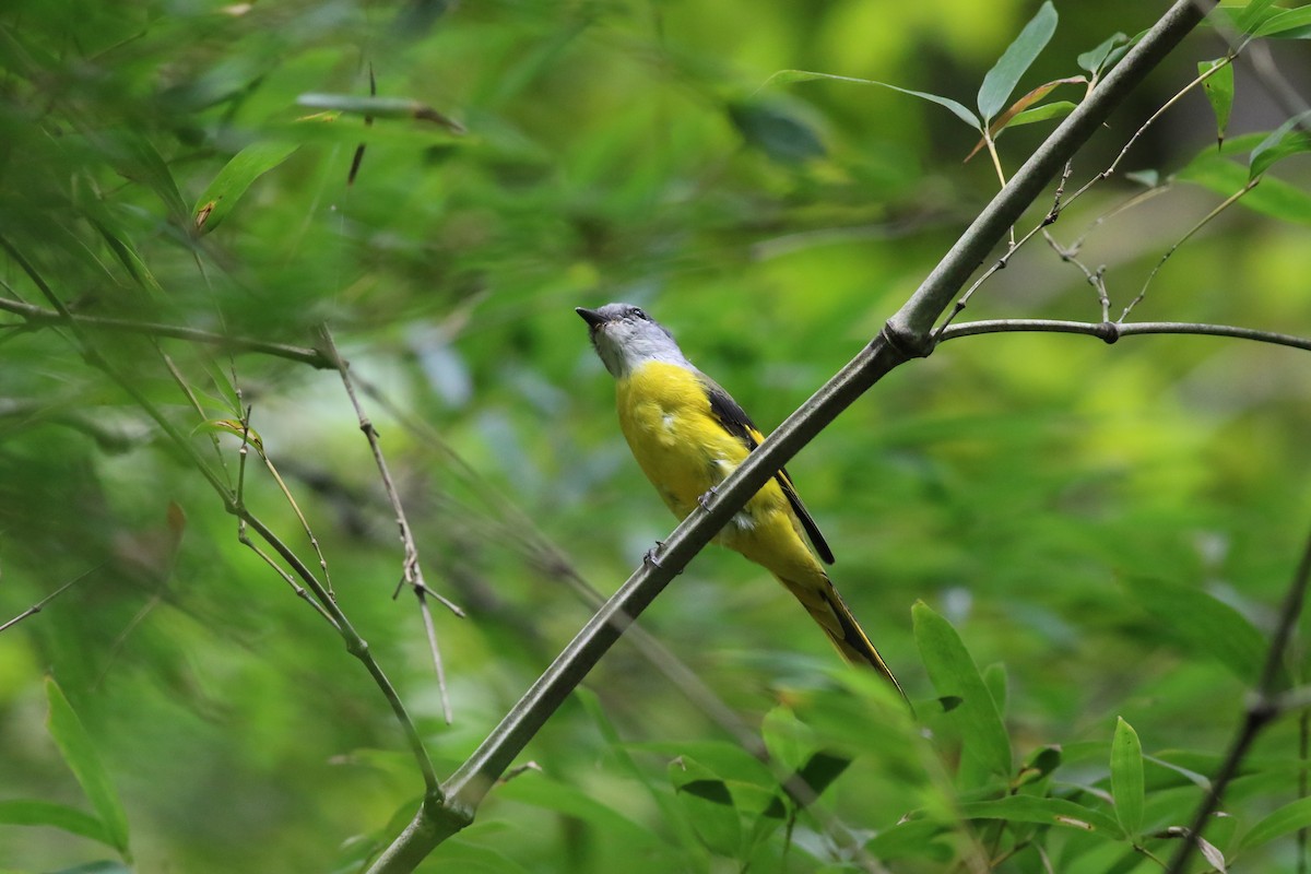 Graukehl-Mennigvogel - ML641644885