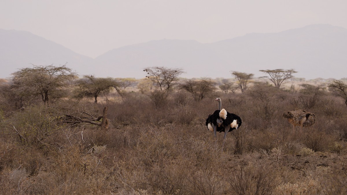 Somali Ostrich - ML641644887