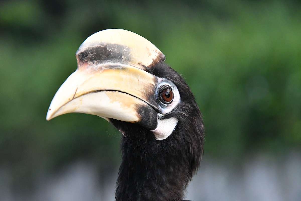 Oriental Pied-Hornbill - ML641644915