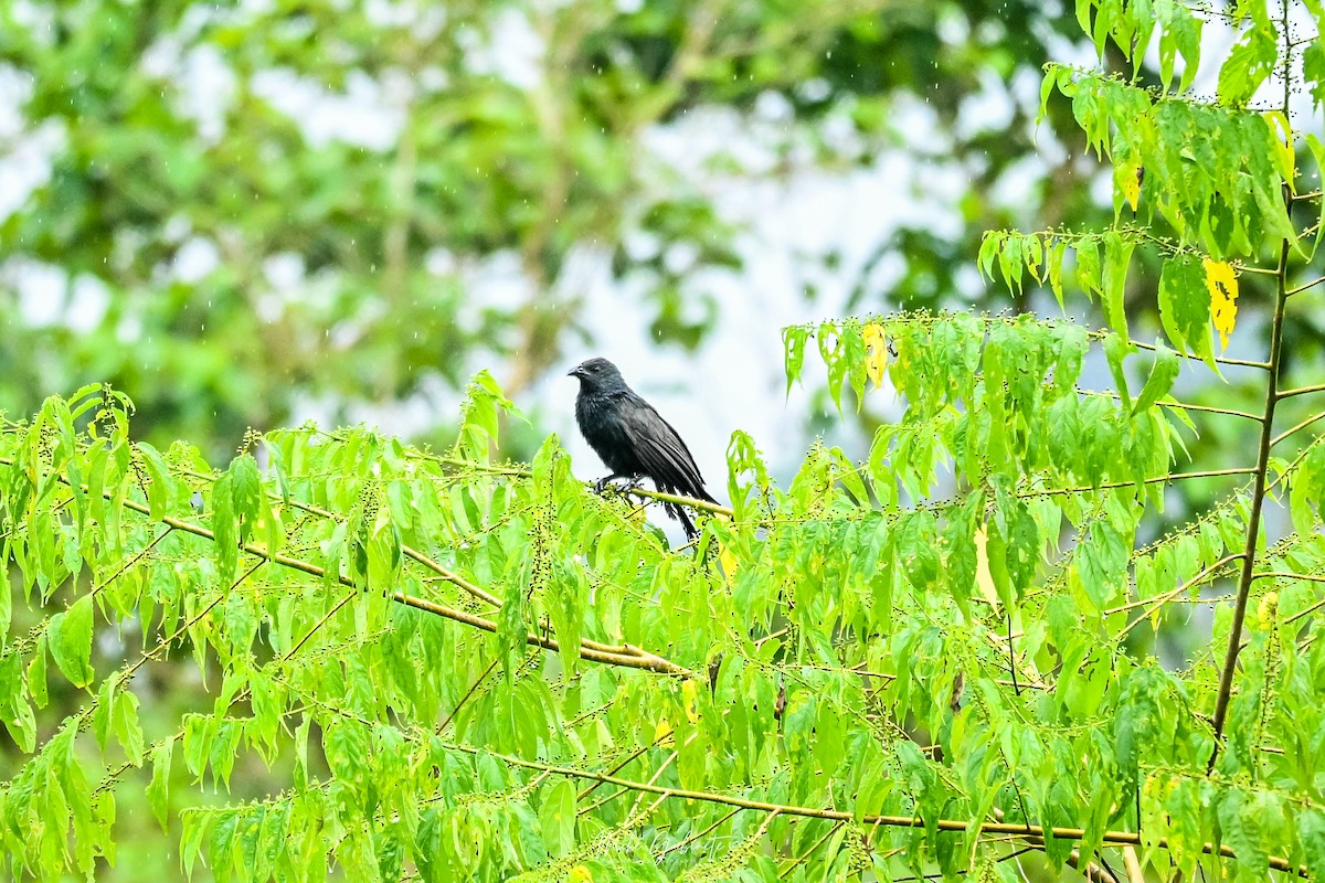 Philippine Coucal - ML641644924