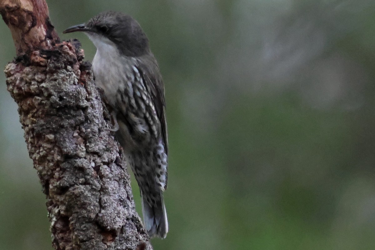 White-throated Treecreeper - ML641644962