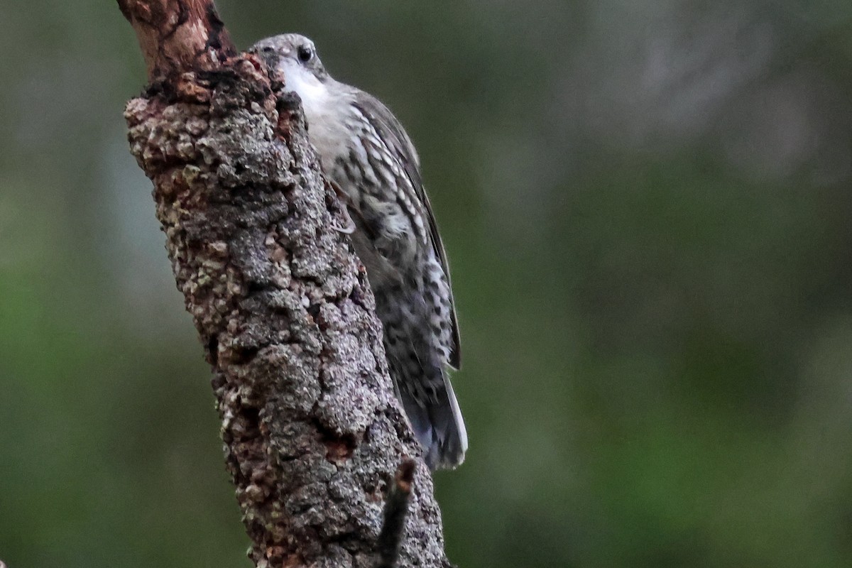 White-throated Treecreeper - ML641644966
