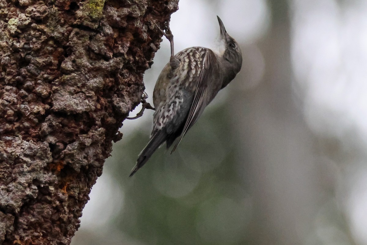 White-throated Treecreeper - ML641644967