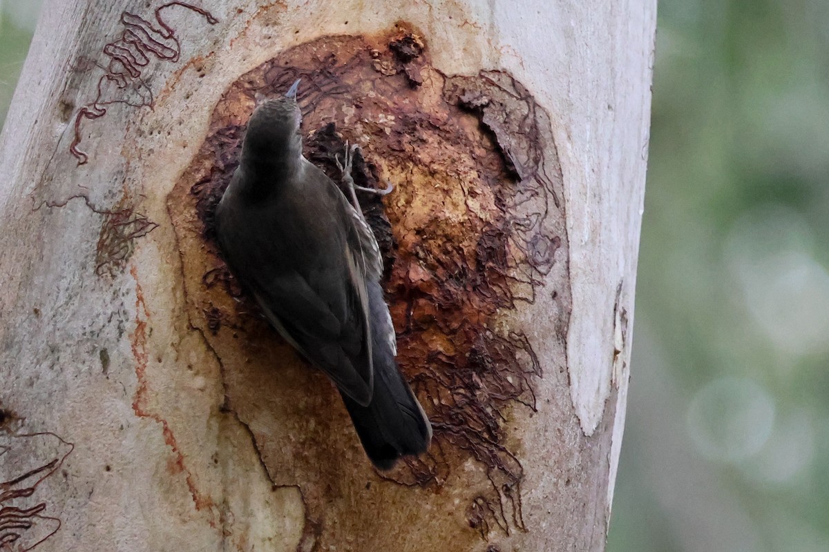 White-throated Treecreeper - ML641644968