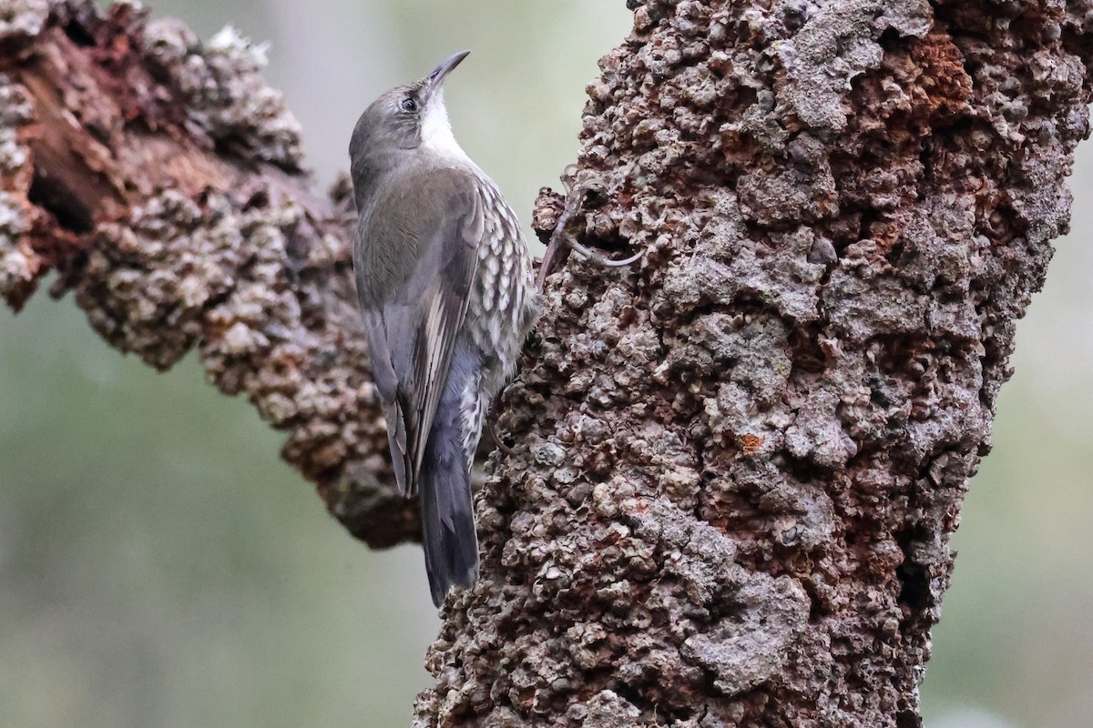White-throated Treecreeper - ML641644971