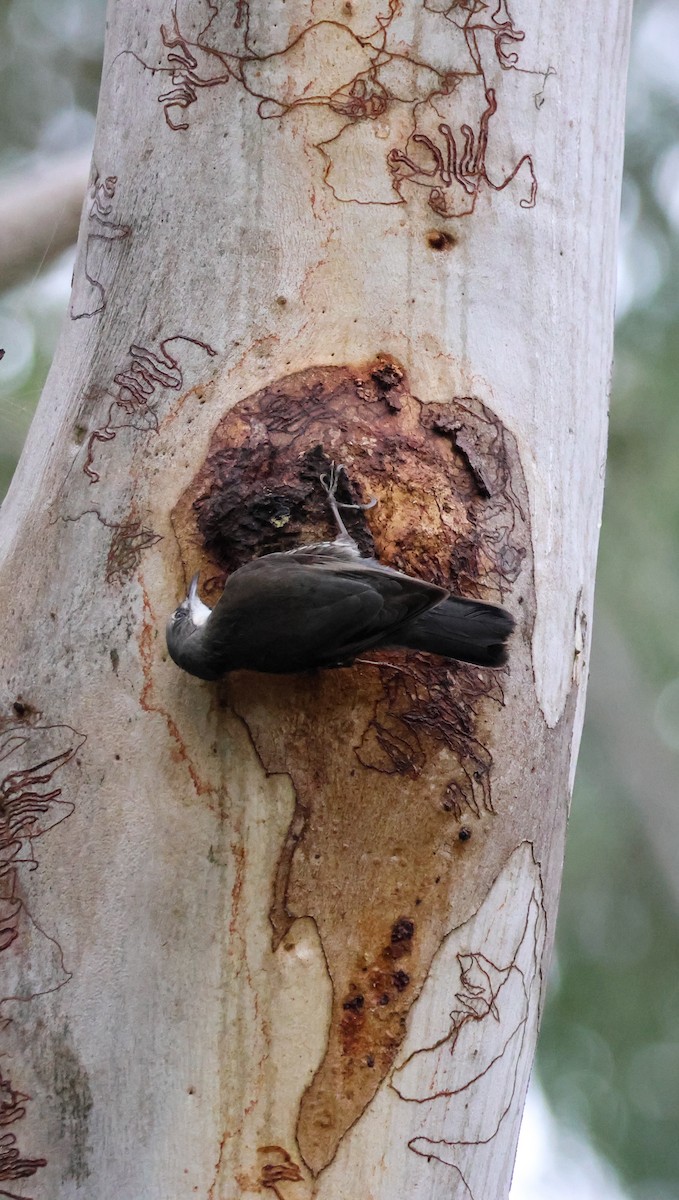 White-throated Treecreeper - ML641644972