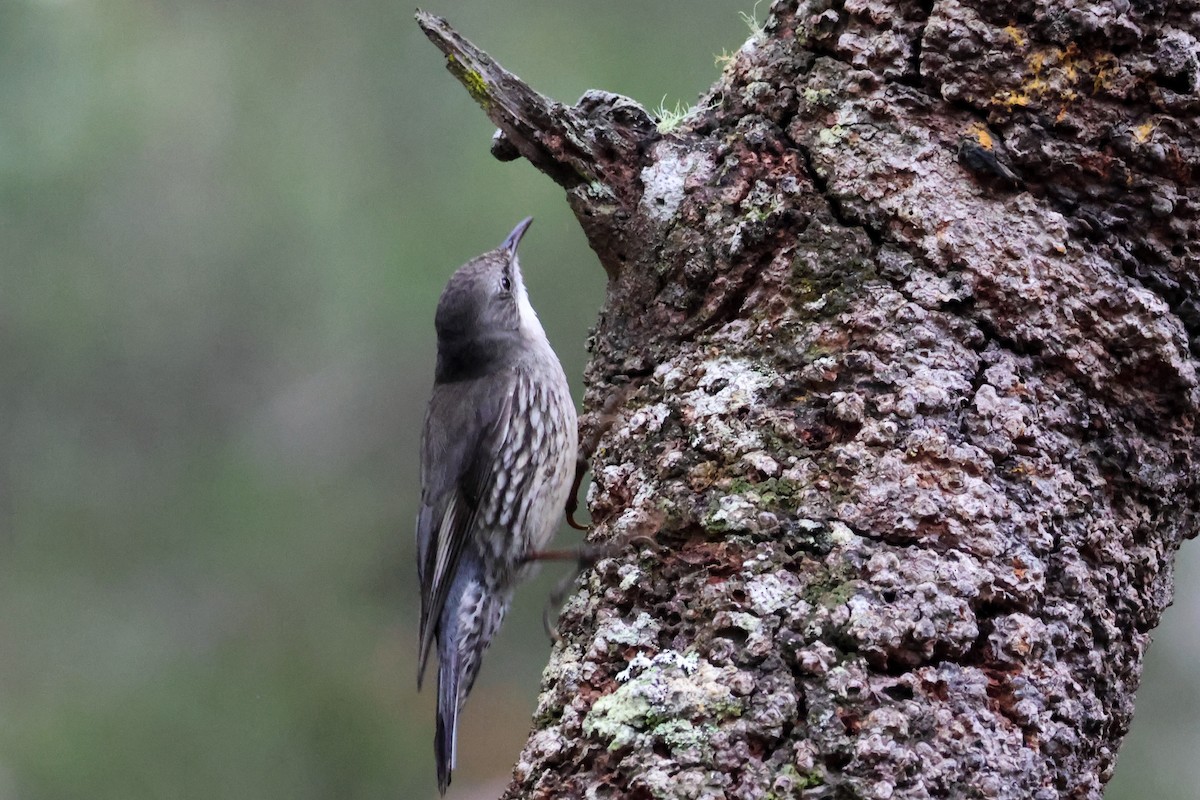 White-throated Treecreeper - ML641644973