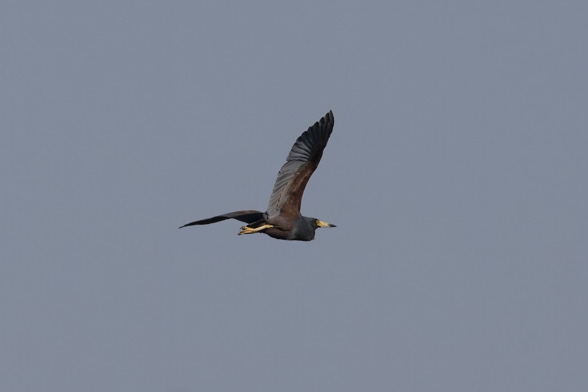 Rufous-bellied Heron - ML641644975