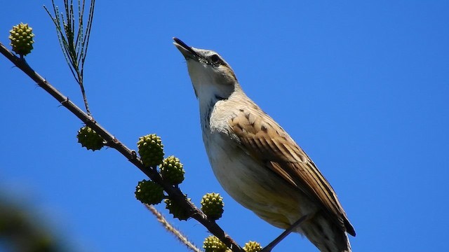 Striated Grassbird - ML641644999