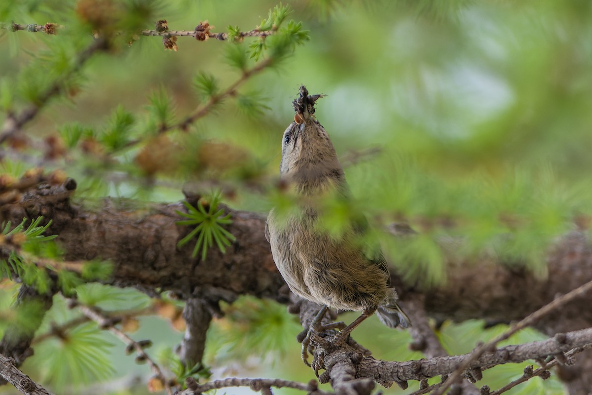 Snowy-browed Nuthatch - ML641645000