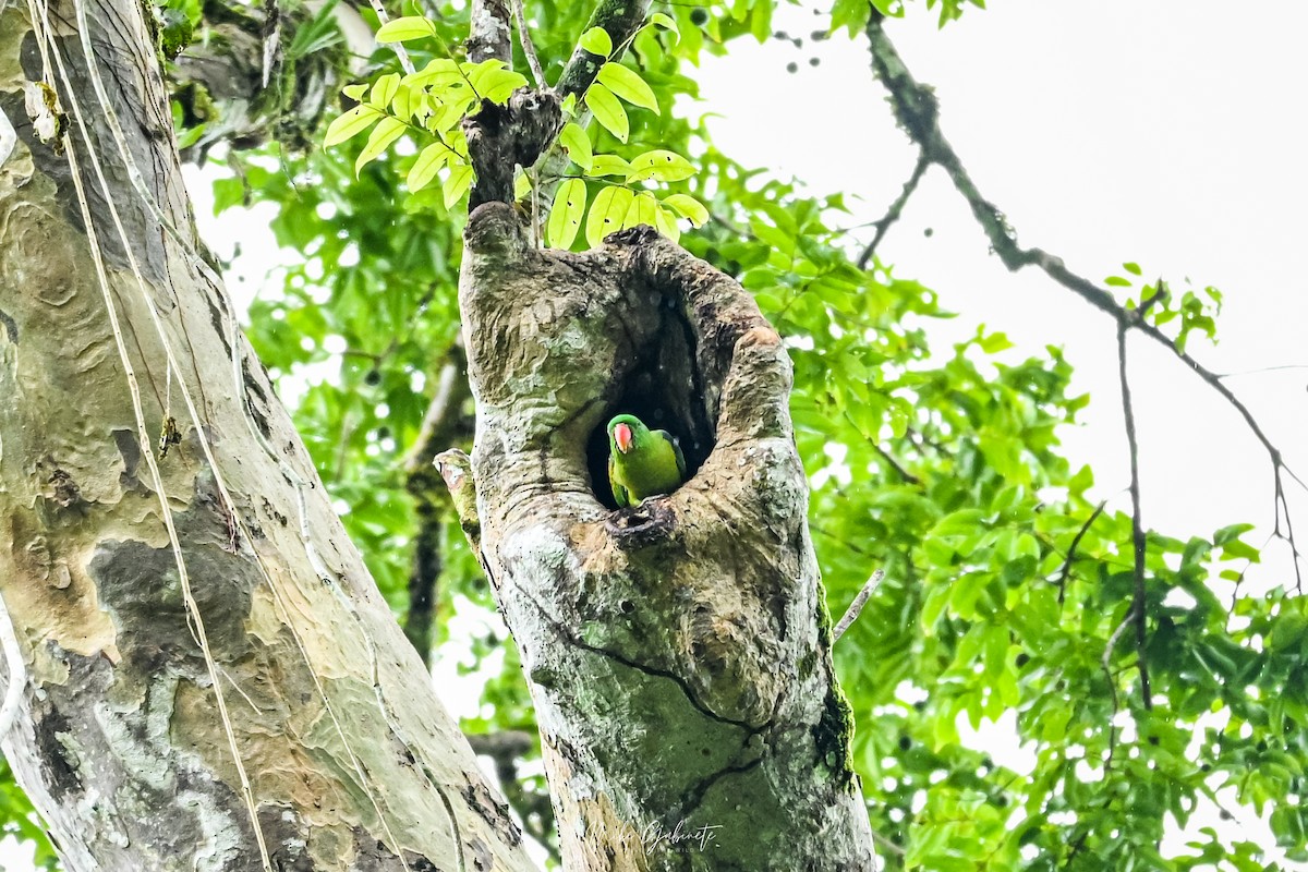 Blue-naped Parrot - ML641645001
