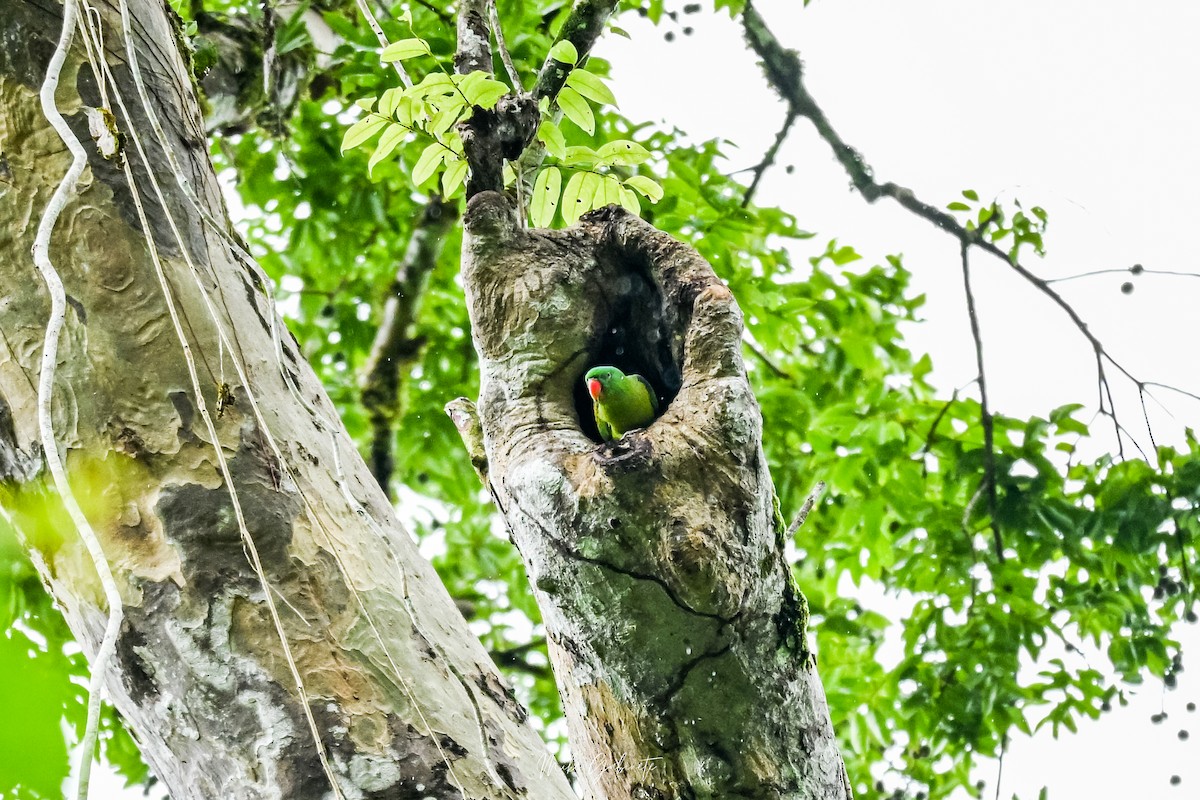 Blue-naped Parrot - ML641645002