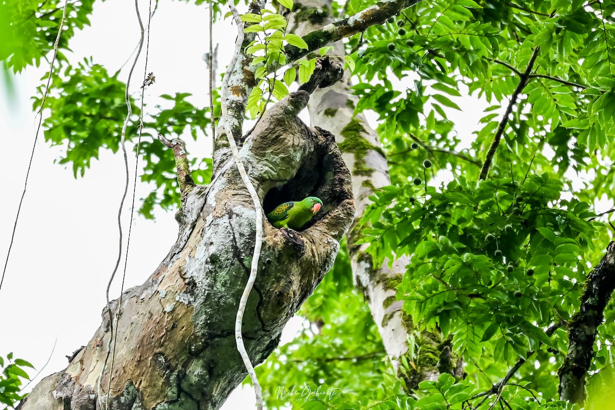 Blue-naped Parrot - ML641645003