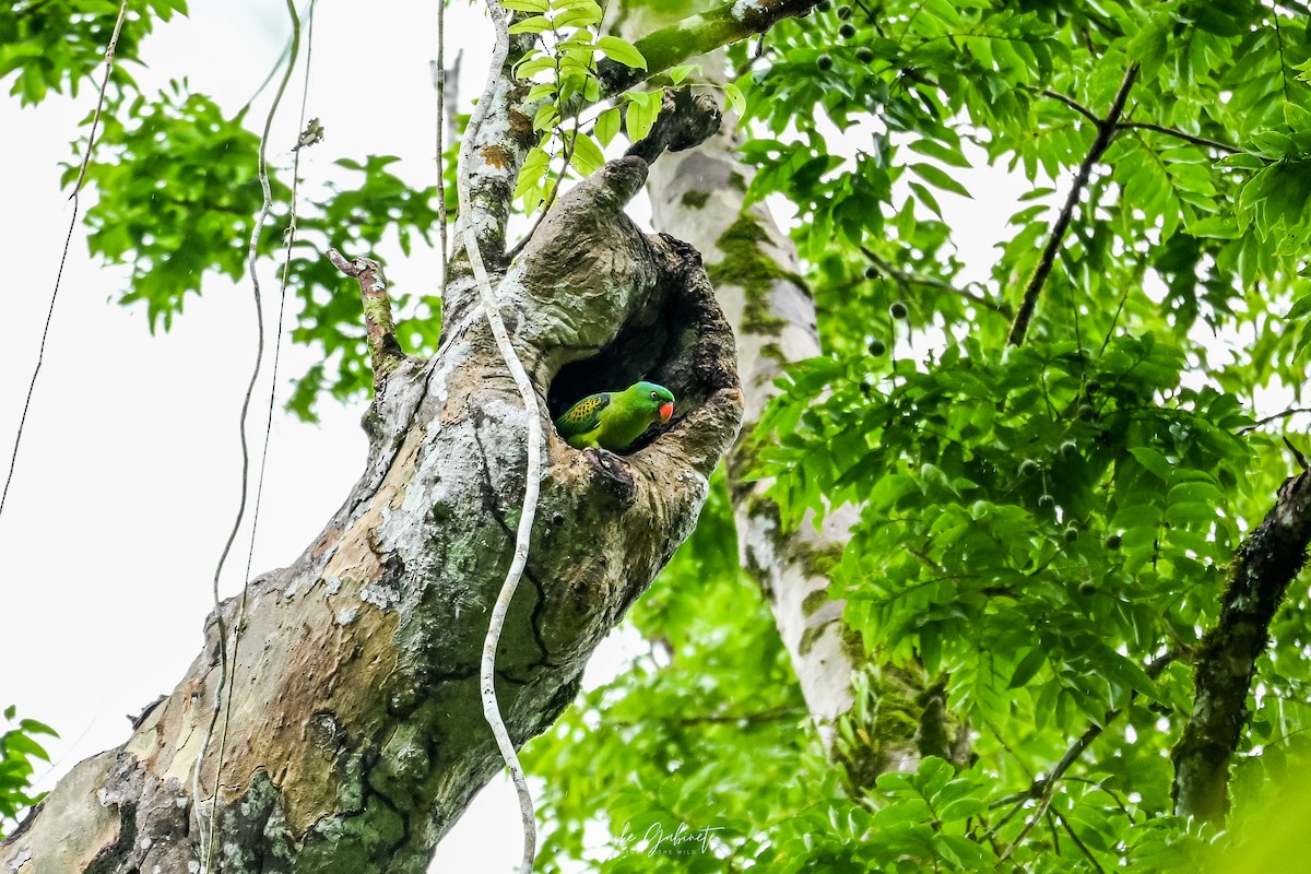 Blue-naped Parrot - ML641645004