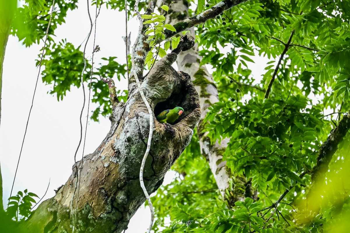 Blue-naped Parrot - ML641645005