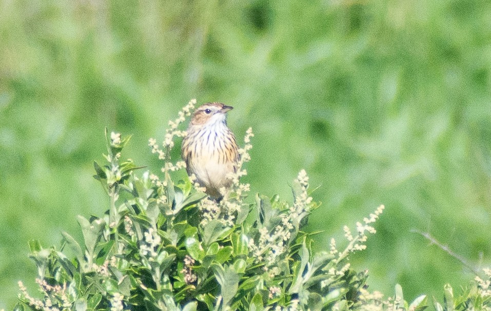 Striated Fieldwren - ML641645040