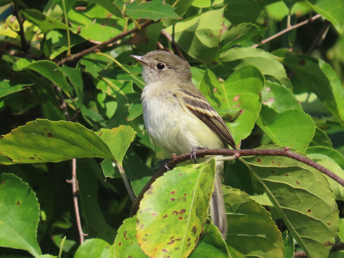 Empidonax sp. - ML641645071