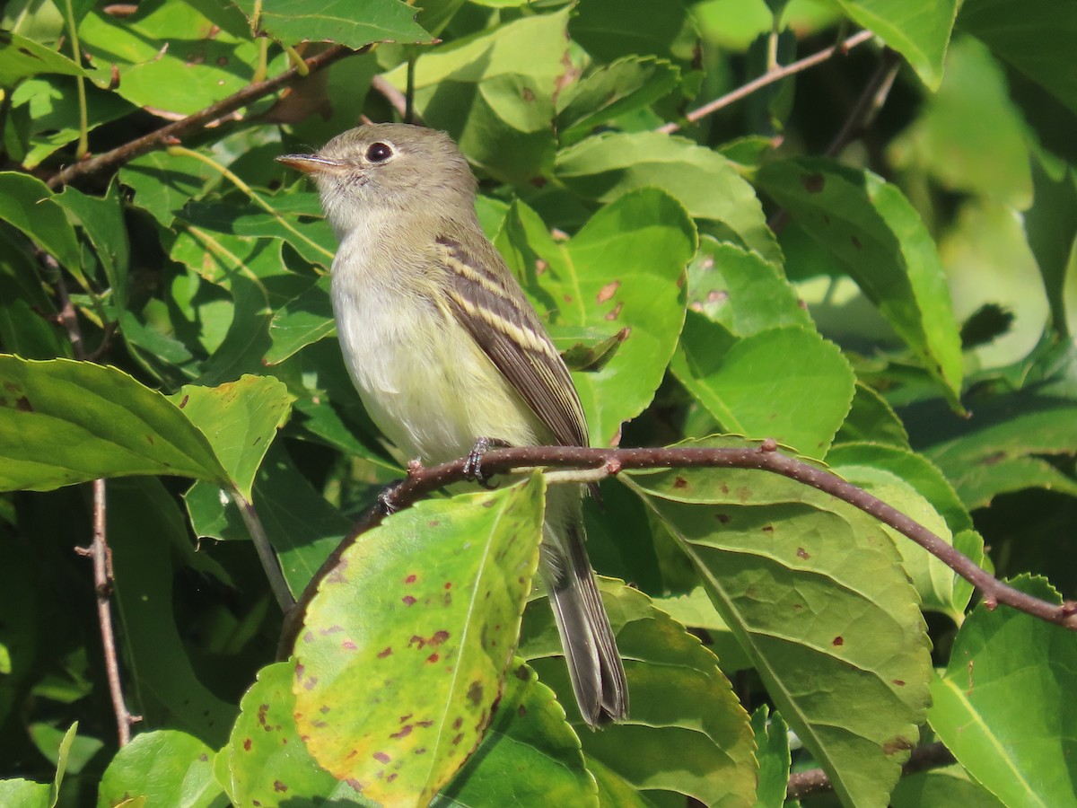 Empidonax sp. - ML641645072