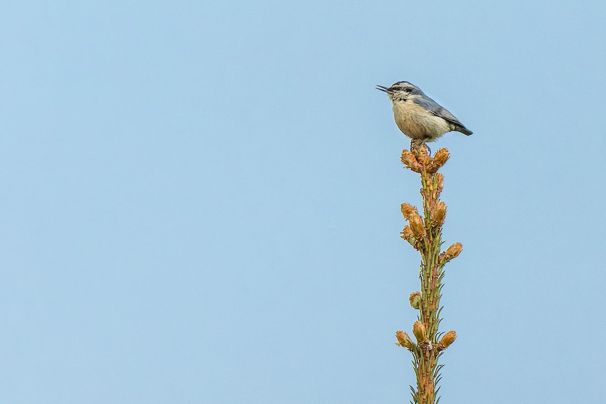 Snowy-browed Nuthatch - ML641645075
