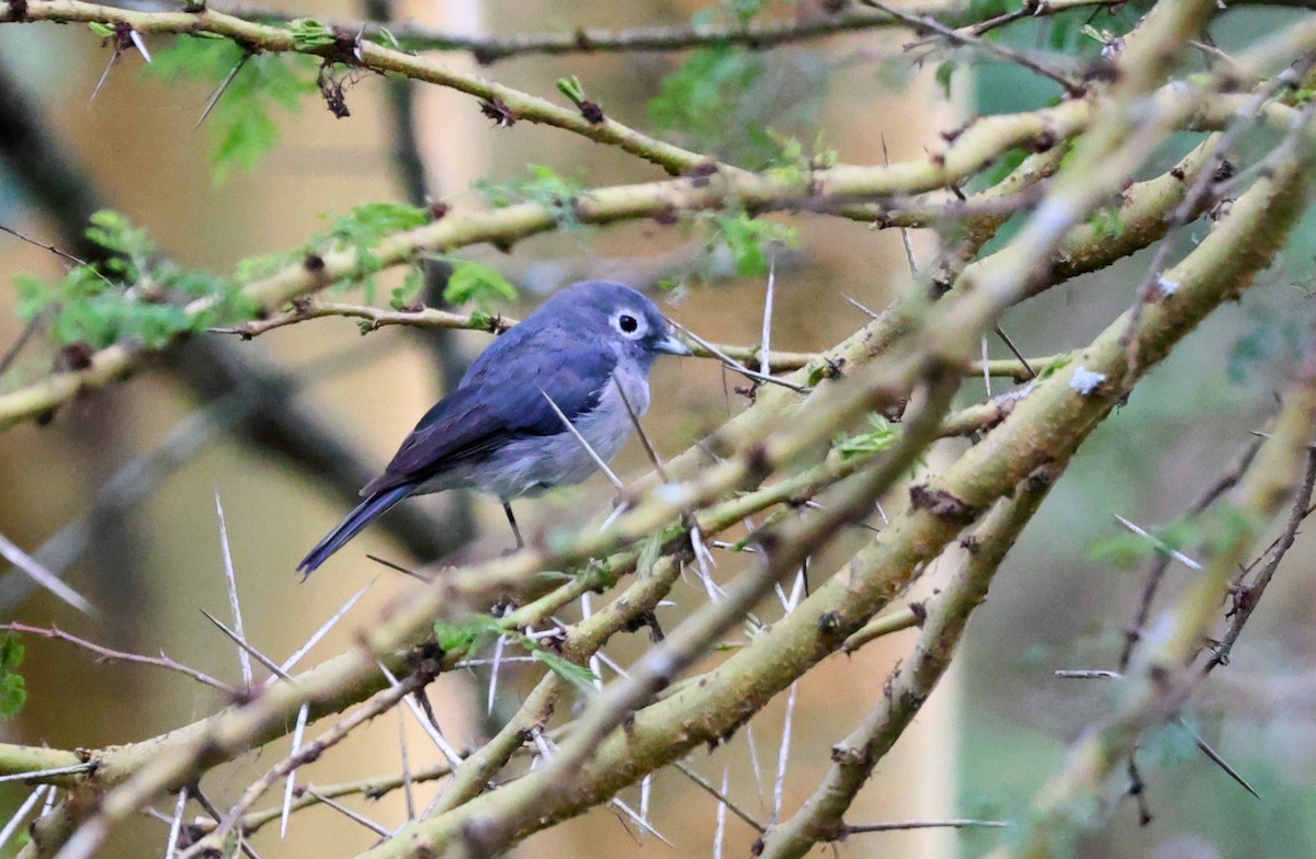 White-eyed Slaty-Flycatcher - ML641645077