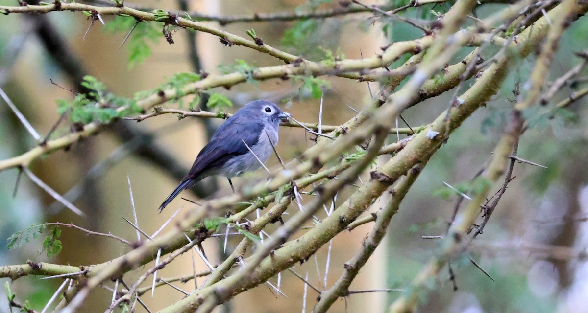 White-eyed Slaty-Flycatcher - ML641645109