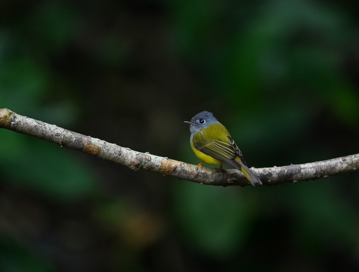 Gray-headed Canary-Flycatcher - ML641645119