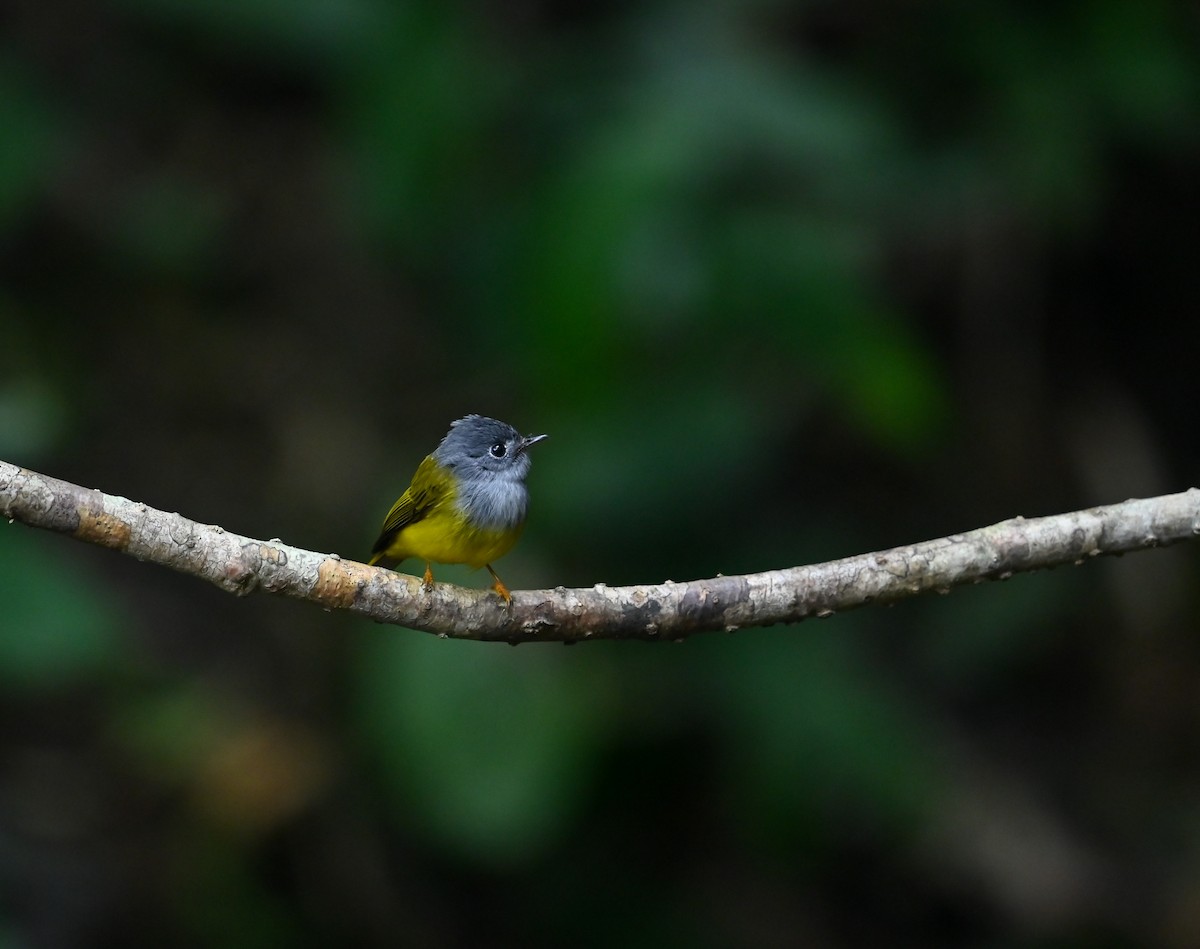 Gray-headed Canary-Flycatcher - ML641645120