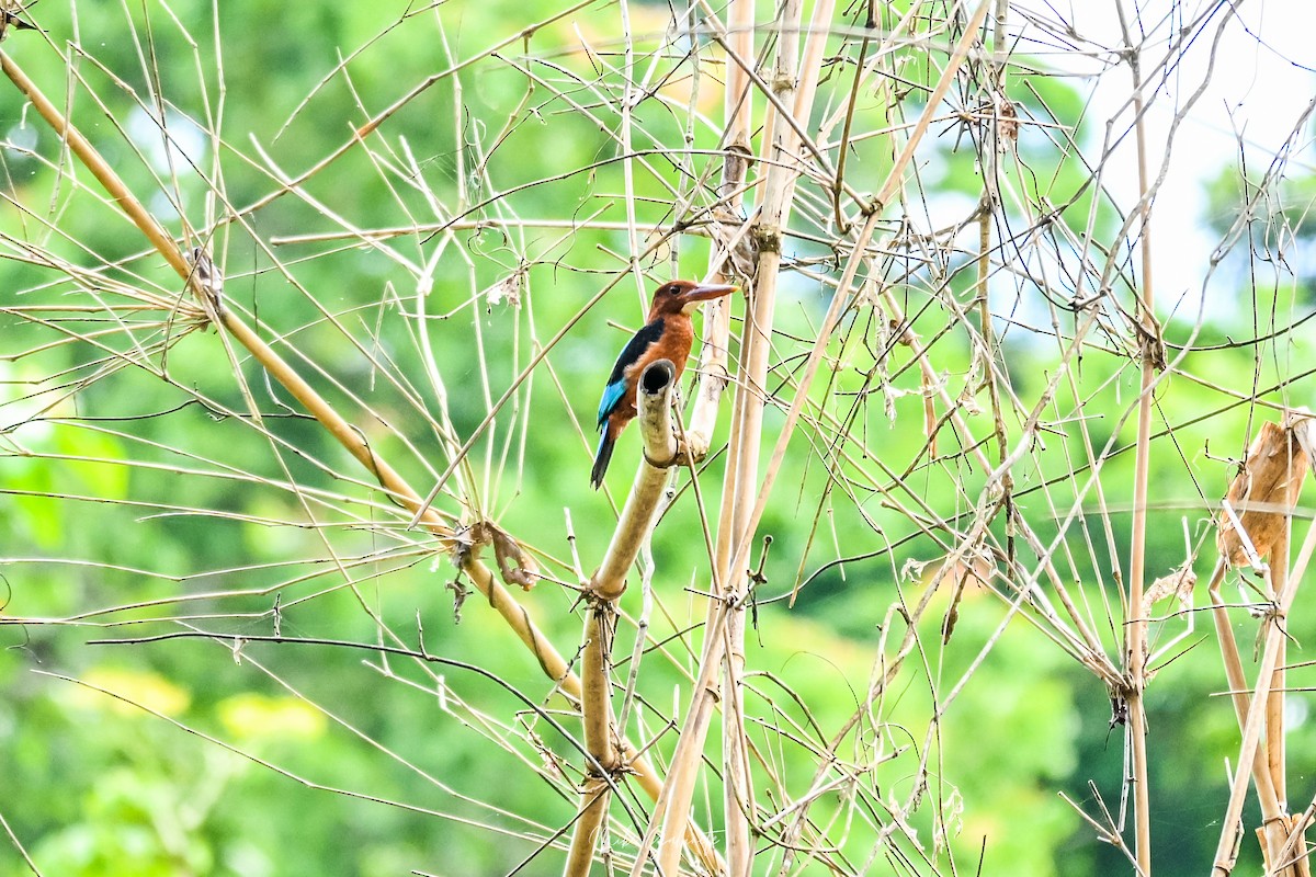 Brown-breasted Kingfisher - ML641645137