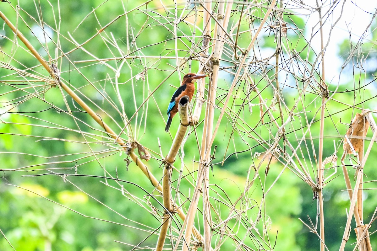 Brown-breasted Kingfisher - ML641645138