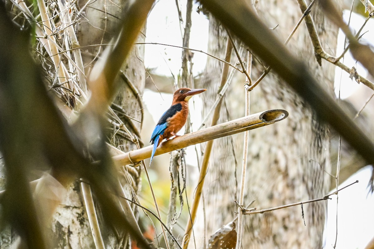 Brown-breasted Kingfisher - ML641645139
