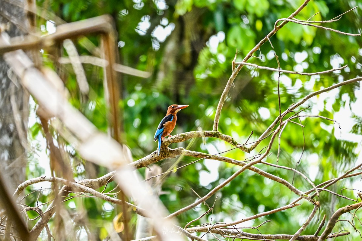Brown-breasted Kingfisher - ML641645140