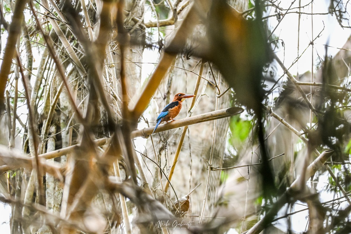 Brown-breasted Kingfisher - ML641645141