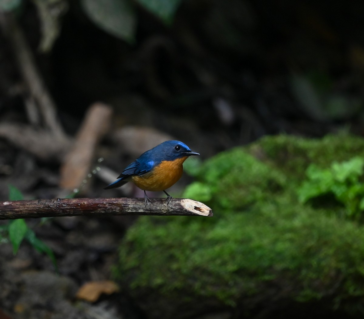 Hill Blue Flycatcher - ML641645144