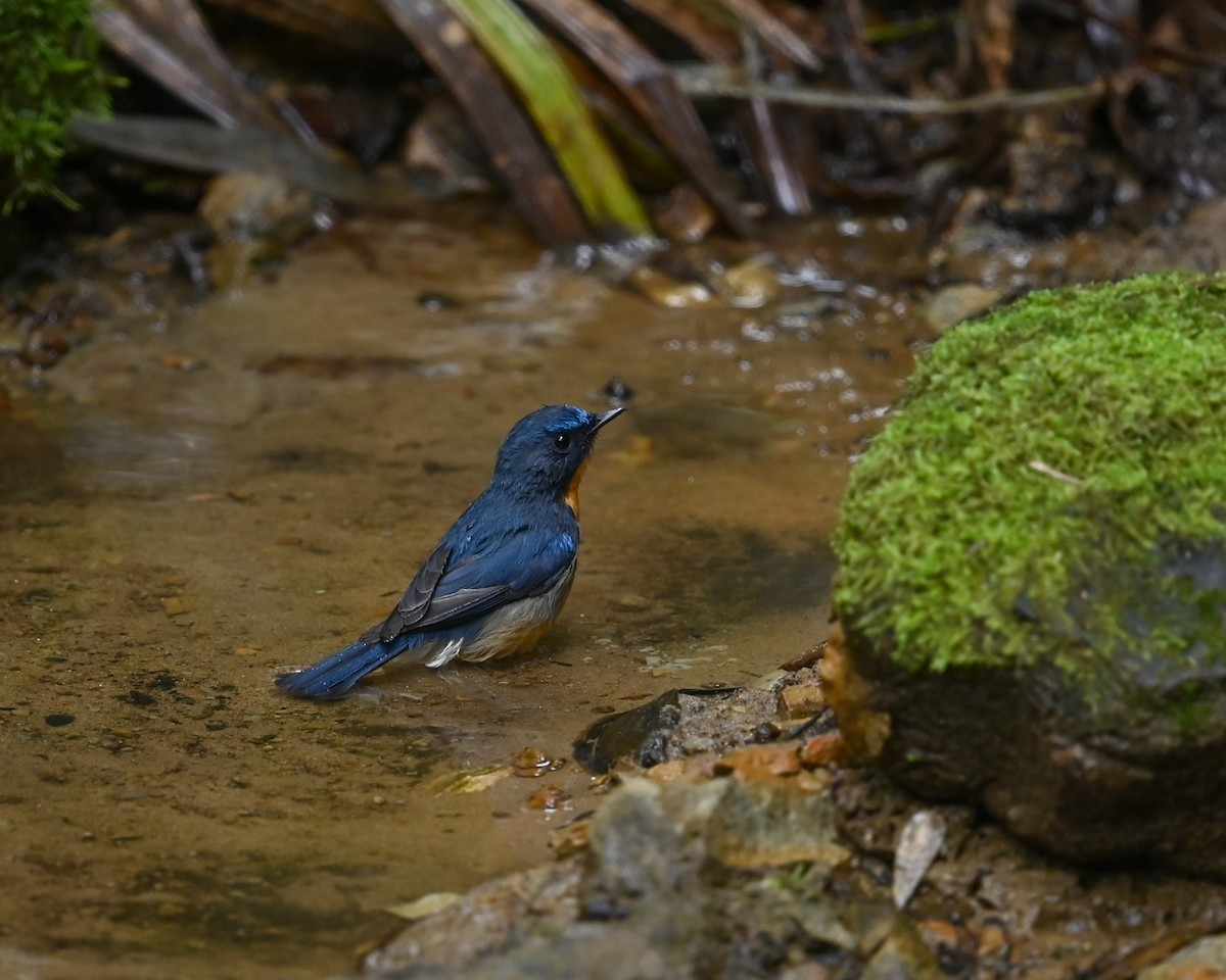 Hill Blue Flycatcher - ML641645145