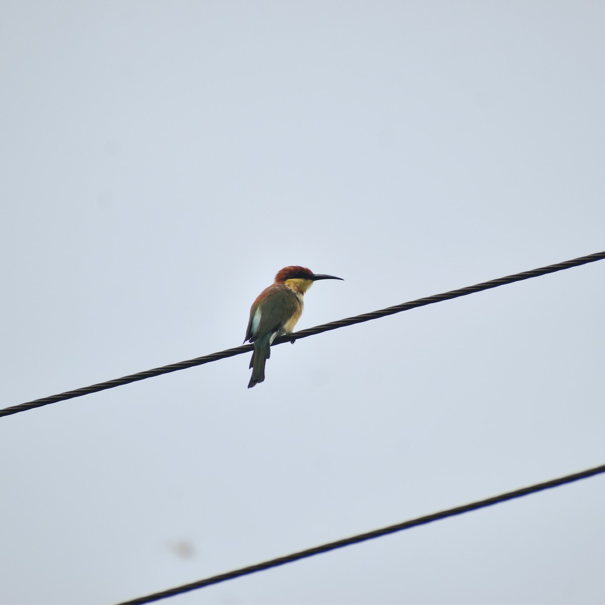 Chestnut-headed Bee-eater - ML641645172